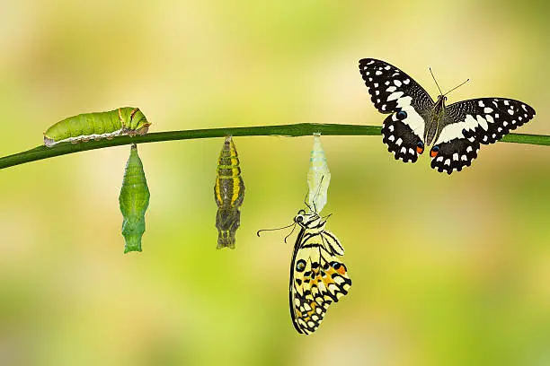Transformación. El gusano se transforma en una hermosa mariposa.